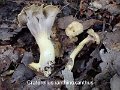 Craterellus ianthinoxanthus-amf2274